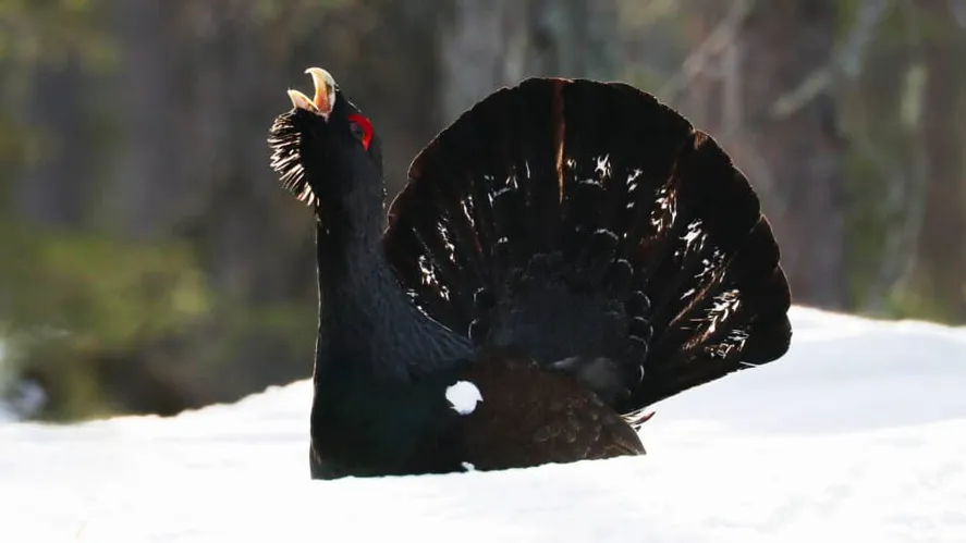 Turkish forest conservation area