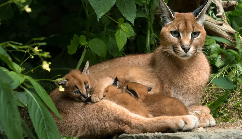 Turkish national park wildlife